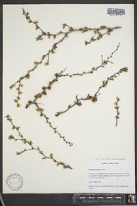 Prunus texana image