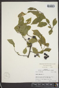 Prunus umbellata image