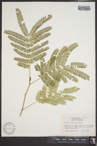 Albizia julibrissin image