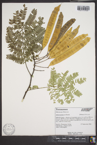 Albizia julibrissin image