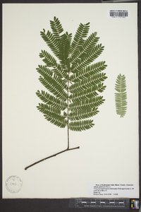 Albizia julibrissin image