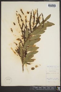 Acacia binervata image
