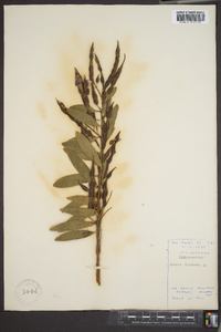Acacia binervata image