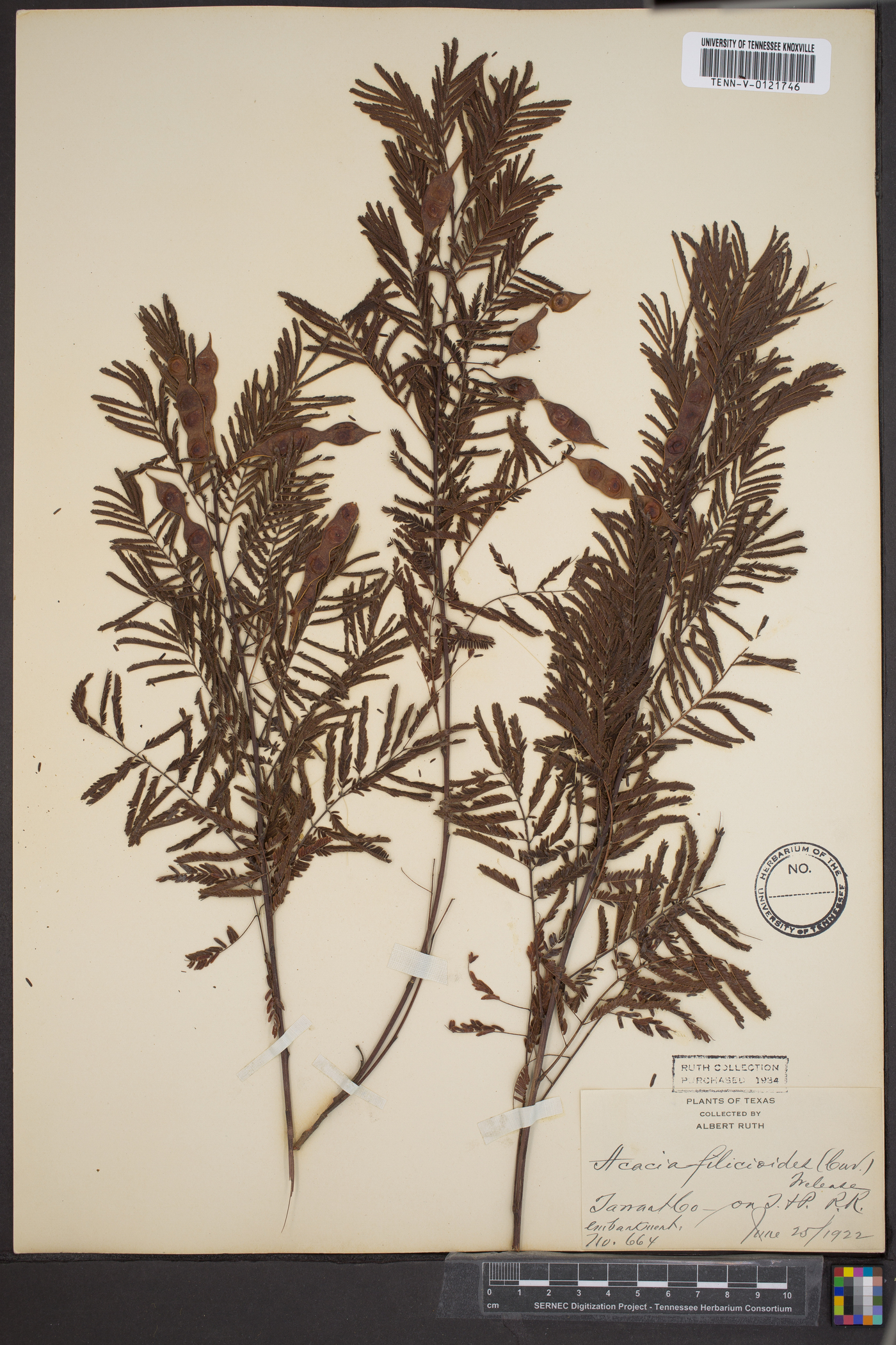 Acacia filicioides image