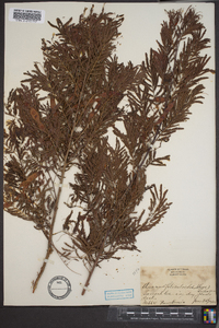 Acacia filicioides image