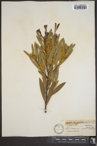 Acacia longifolia image