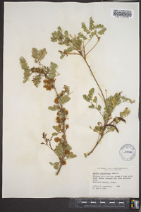 Acacia roemeriana image