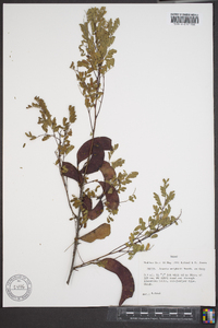 Acacia wrightii image