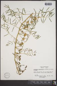 Mimosa microphylla image