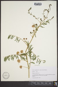 Mimosa microphylla image