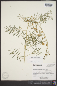 Mimosa microphylla image