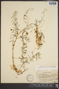 Mimosa microphylla image