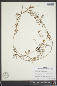 Neptunia lutea image