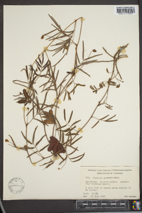 Neptunia pubescens image