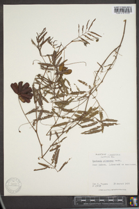 Neptunia pubescens image