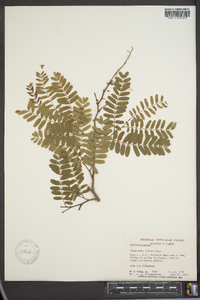 Tamarindus indica image