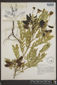 Image of Cassia angulata