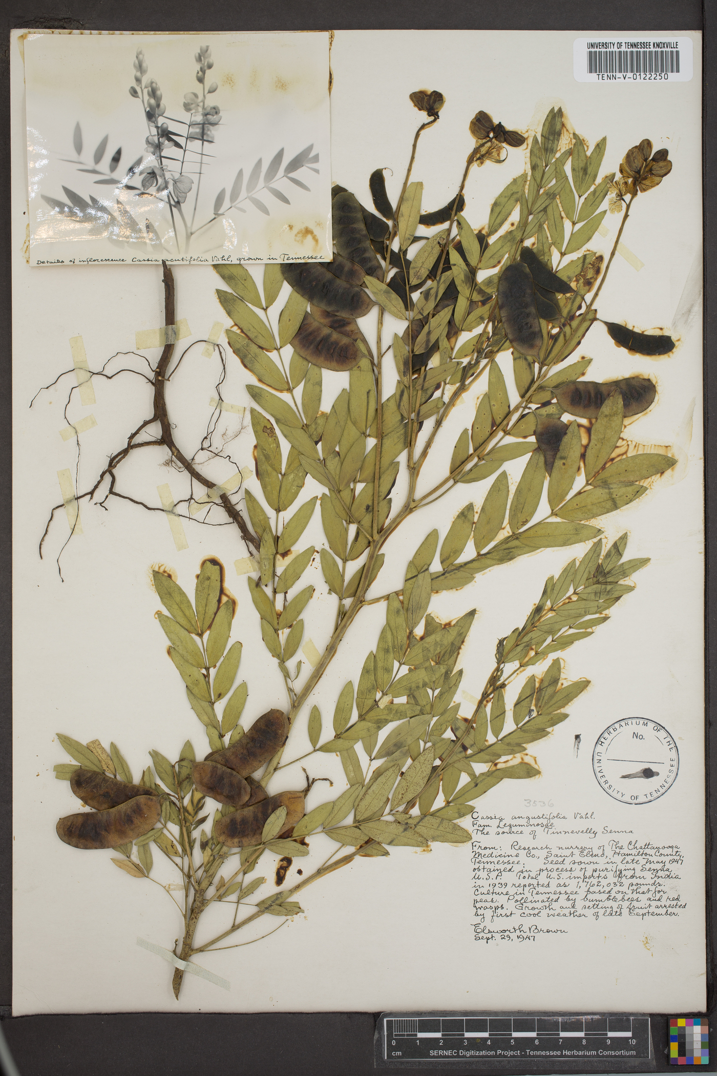 Cassia angulata image