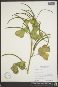 Senna obtusifolia image