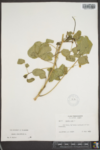 Senna obtusifolia image