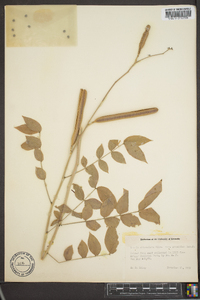 Cassia abbreviata image