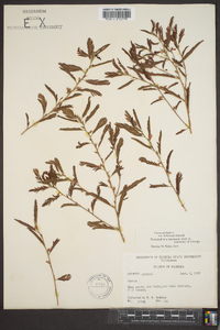 Chamaecrista nictitans subsp. nictitans image