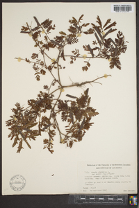 Chamaecrista nictitans subsp. nictitans image