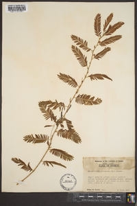 Chamaecrista nictitans subsp. nictitans image