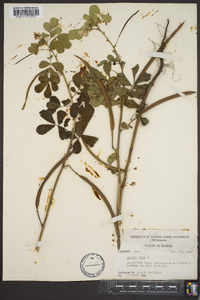 Senna obtusifolia image