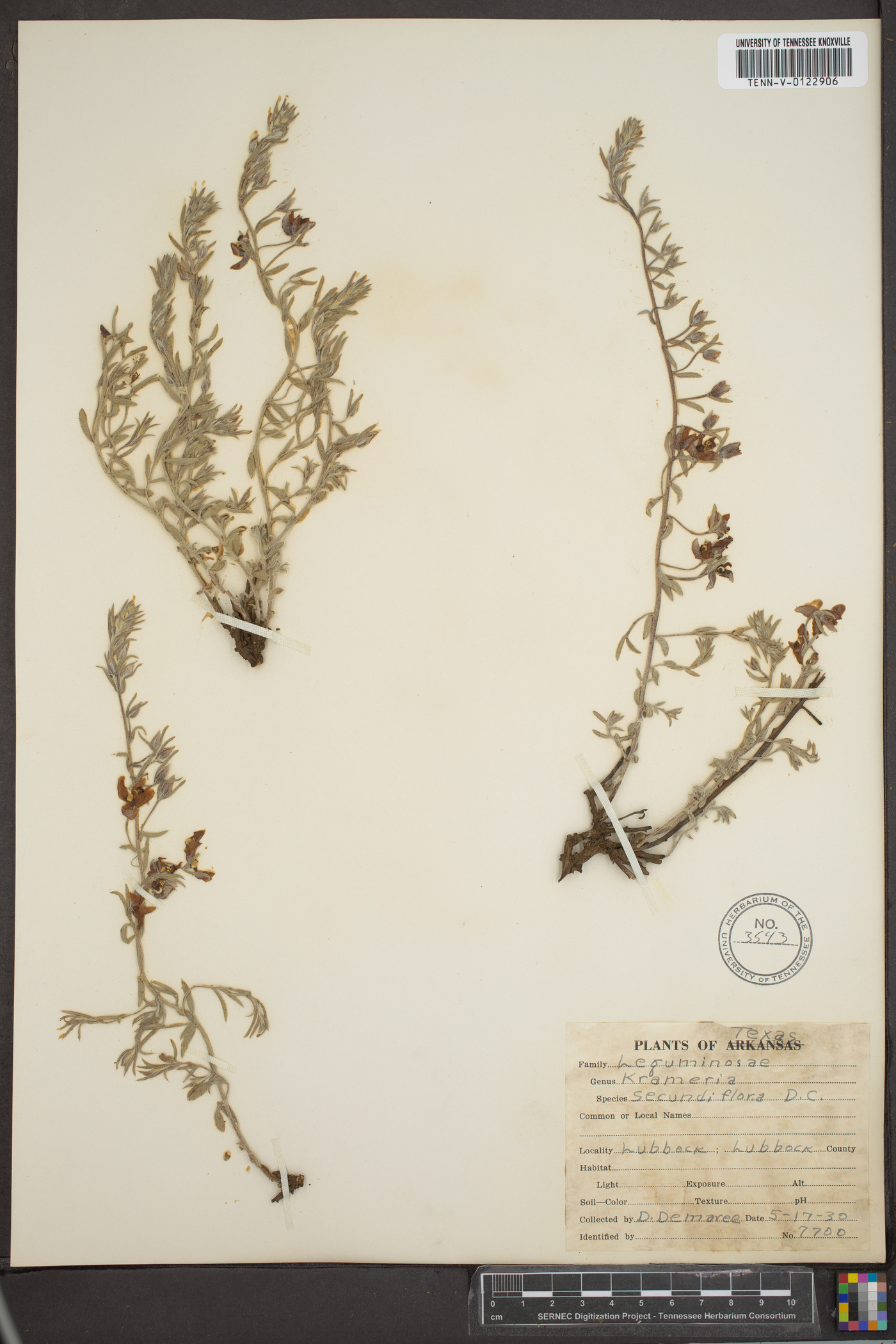 Krameria secundiflora image