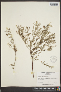 Krameria lanceolata image