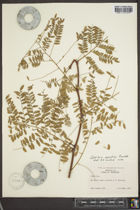 Gleditsia aquatica image