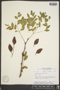 Gleditsia aquatica image