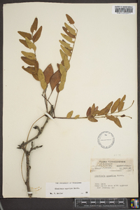 Gleditsia aquatica image