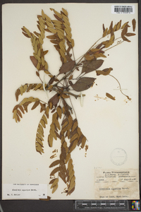 Gleditsia aquatica image