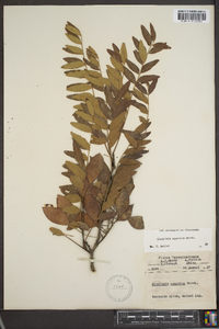 Gleditsia aquatica image