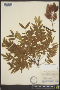 Gleditsia aquatica image