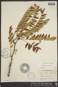 Gleditsia aquatica image