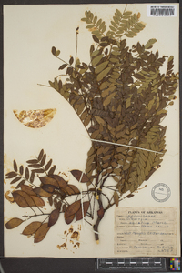 Gleditsia aquatica image