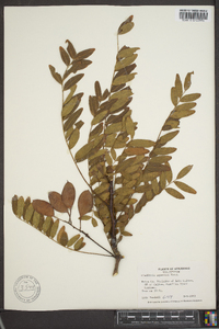 Gleditsia aquatica image