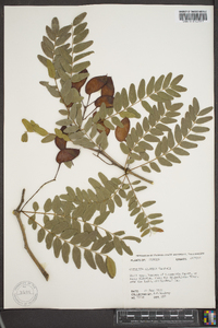 Gleditsia aquatica image