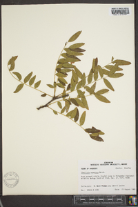 Gleditsia aquatica image