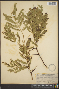 Gleditsia aquatica image