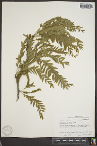 Gleditsia aquatica image