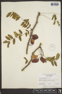 Gleditsia aquatica image