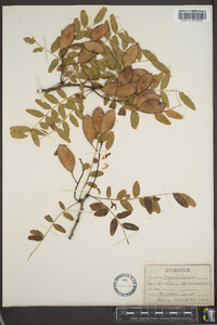 Gleditsia aquatica image