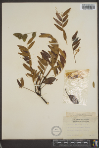 Gleditsia aquatica image