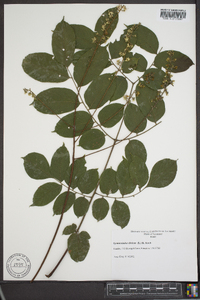 Gymnocladus dioicus image