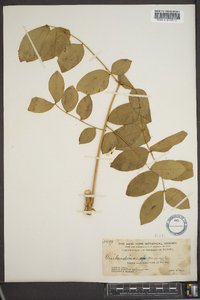 Caesalpinia bonduc image