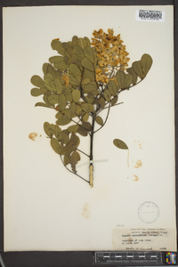 Dermatophyllum secundiflorum image